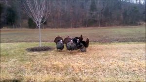 Flock Of Turkeys Have Conversation With a Car