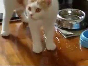 こぼした水を必死でかき集める猫
