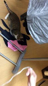 【funny cat ねこ＆きじとら＆おもしろ＆かわいい＆癒し】ボクシングの練習するのじゃ♪