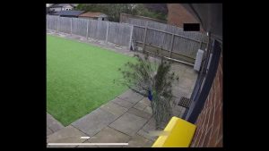 Peacock Caught on Security Camera Crashing Into Glass Door