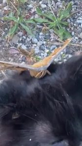 Polyphemus Moth Lands on Cat's Head