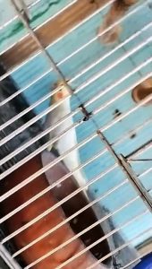 cockatiel alone
