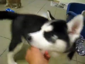 ハスキーと柴犬の子犬ゲーム