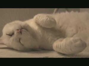 Tsuneo Cat Song