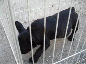 A pretty french bulldog in Fukuoka