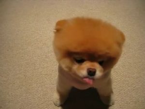 Boo - le chien le plus mignon