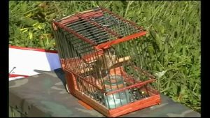 SILVESTRISMO JORNADA DE CAMPEO