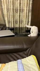 终于见识到了好奇心害死猫，你都失败了多少次了！