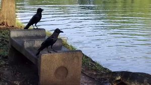 タイ バンコクルンピニー公園(2024.10.14)
