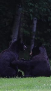 Bears Lounge Together in Wild