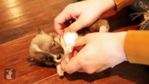 Miniature Corgi Puppies Are Unspeakably Adorable