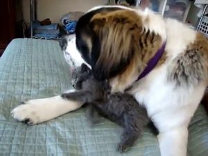 Abby the St. Bernard Dog & kitty, seen on Ellen!!