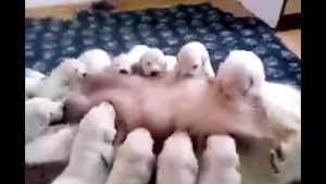 Cute puppies Milking their MOM