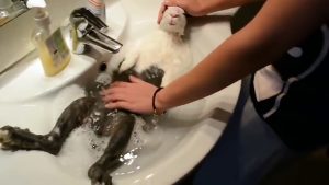Un lapin se prélasse dans son bain !
