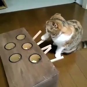 Perro y gato alucinan con este juego