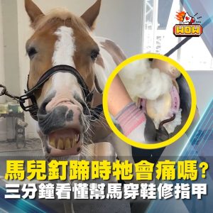 馬兒釘蹄時牠會痛嗎?三分鐘看懂幫馬穿鞋修指甲