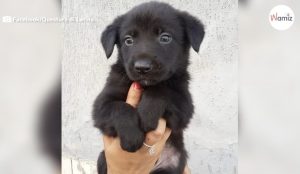 Box of puppies left in sweltering heat sparks police investigation