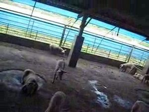 RFbiotech feed supply enough nutrition to weak piglet