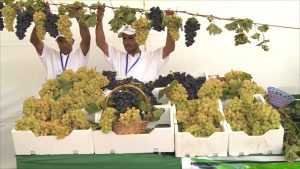 منطقة بن سليمان المغربية.. تعرف على "أرض العنب"