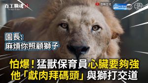 怕爆！猛獸保育員心臟要夠強 他「獻肉拜碼頭」與獅打交道