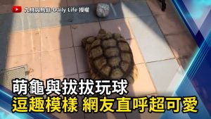 萌龜與拔拔玩球 逗趣模樣 網友直呼超可愛