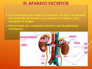 EL APARATO EXCRETOR