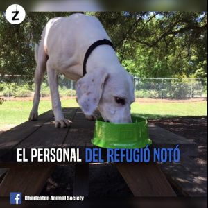 Gumby, un perro muy amoroso e inteligente