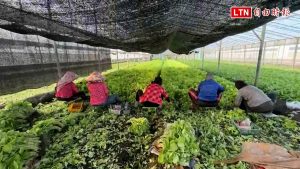 凱米颱風來勢洶洶 菜農半夜搶收蔬菜