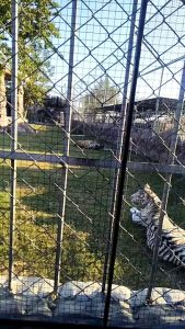 big white tiger