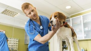 Tratar la gastroenteritis de tu perro en casa