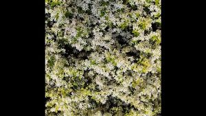 Jasmine's fragrant embrace