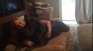 Big Barker Dog Bed Review: Shawna and Otis the Great Dane