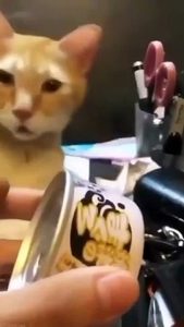 Extremely unexpected cats behaviour ! Cute cats