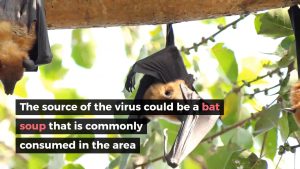 What is the coronavirus