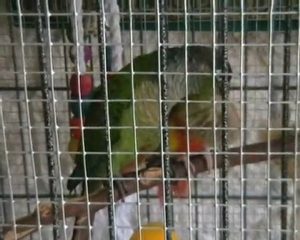 Samie & Scouby