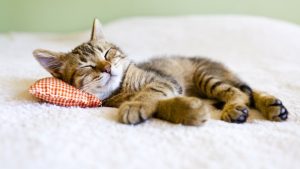 Cómo duerme tu gato