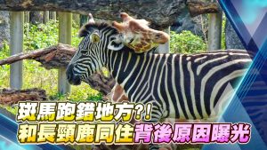 斑馬跑錯地方?!和長頸鹿同住背後原因曝光