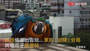 鸚鵡偷溜出去玩…累趴「迫降」分局 爽嗑瓜子萌度咕