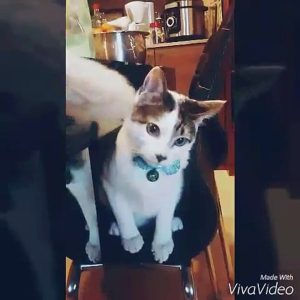 cat2