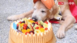 超卡哇伊！ 高人氣黃金獵犬「罔市」慶生吃蛋糕