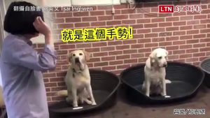 【生日片】小英唱生日快樂歌 3隻愛犬卻只想著...(翻攝自臉書 蔡英文 Tsai Ing-wen)