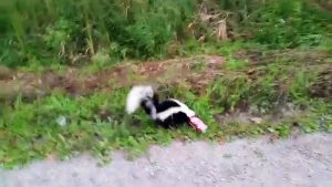 Une moufette avec la tête coincée dans une canette