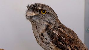 Meet Sydney the Tawny Frogmouth from Phoenix Zoo