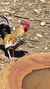 Discover the coral rooster