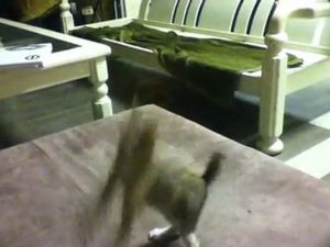 cat cat and cat