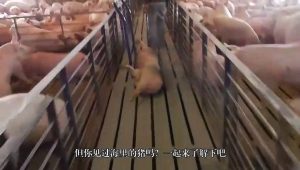 戳一下会死？生活在深海里的猪，体内全是海水