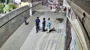 Pakistan : un lion s’échappe de son enclos et sème la panique