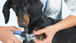 ¿Cómo le corto las uñas a mi perro?