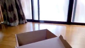 The cat cleverly closed the lid of the box人間も見習いたい猫