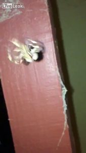 Australian Spider Attack !